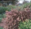 Fountain Grass